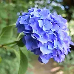 Le Mirabelle Epaignes