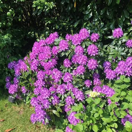 Frühstückspension Le Mirabelle