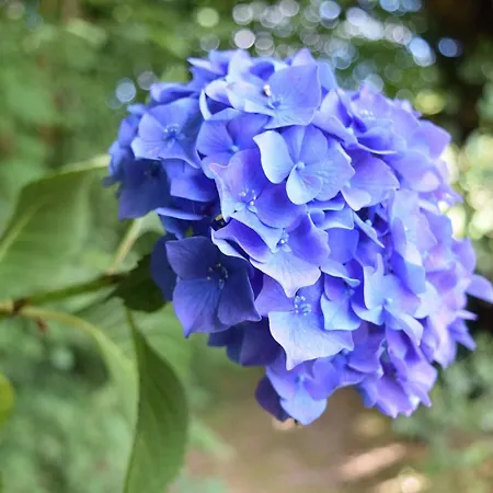 Le Mirabelle Épaignes