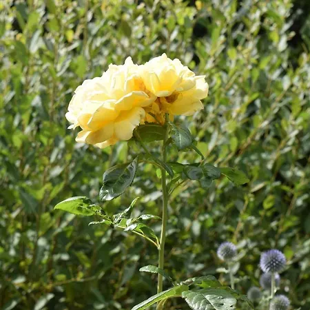 Le Mirabelle Epaignes