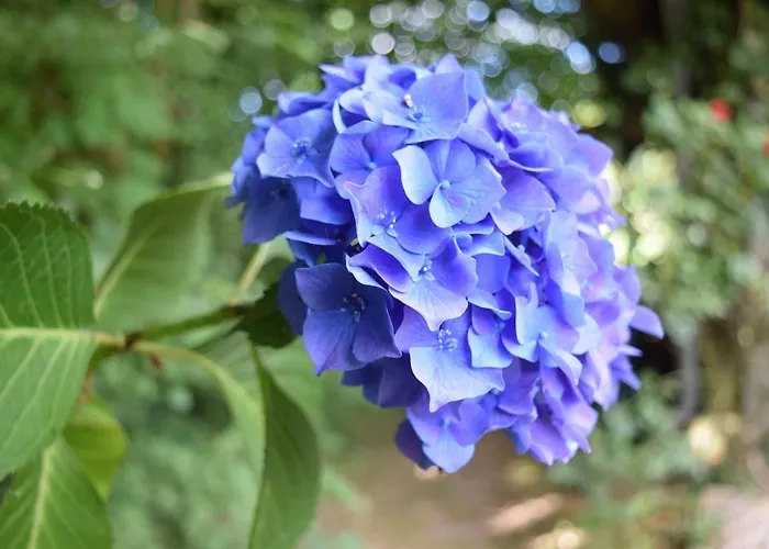 Le Mirabelle Epaignes