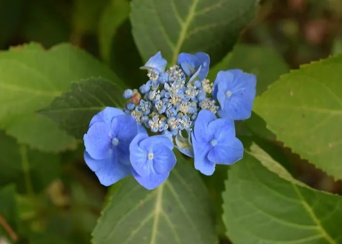 Bed & Breakfast Le Mirabelle