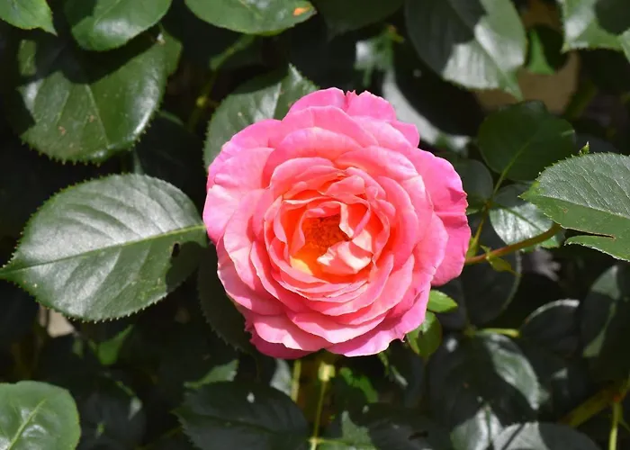 Bed & Breakfast Le Mirabelle